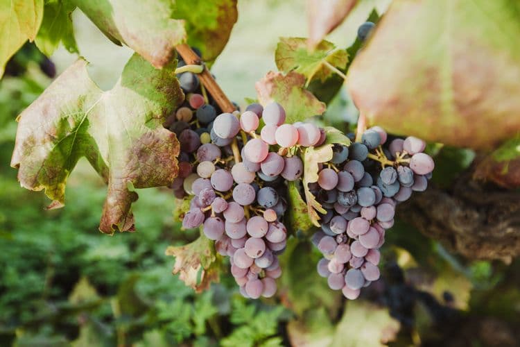 Valencia At a Glance & Wine Tasting