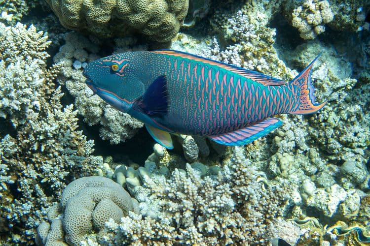 Discover Scuba Diving and Snorkel Tour