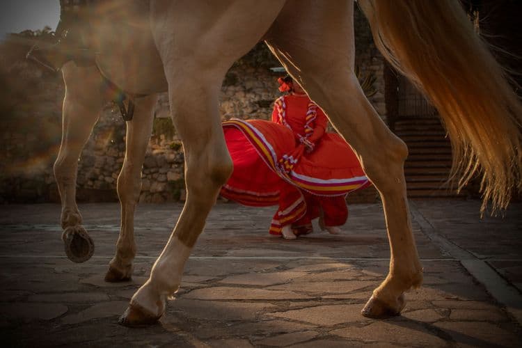 Mexican Dancing Horses