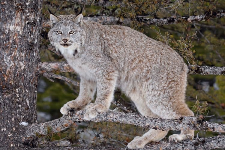 Kenai Mountains and Wildlife Center