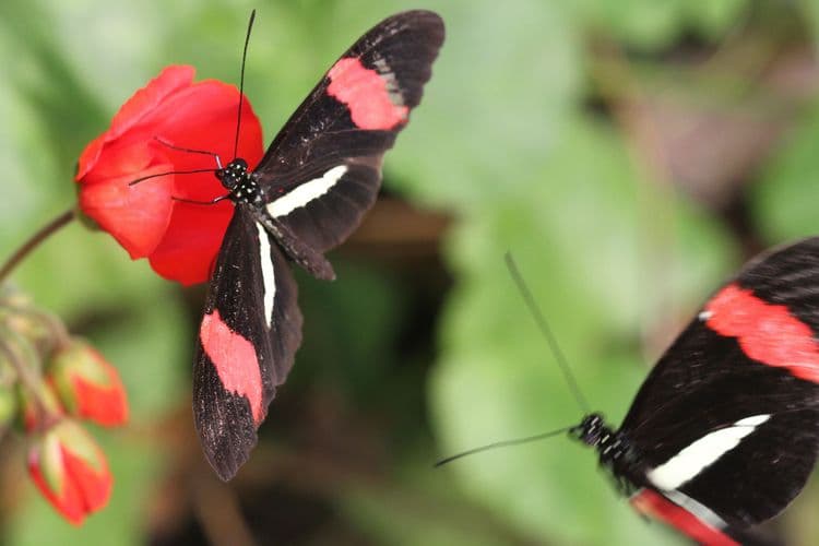 Insectarium and Butterfly House