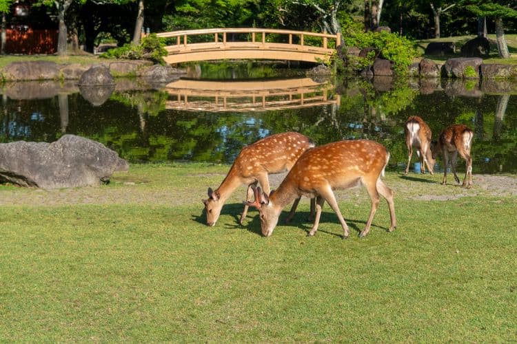 Nara & Osaka Discovery