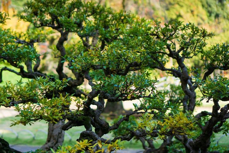 Sorakuen Gardens and Views