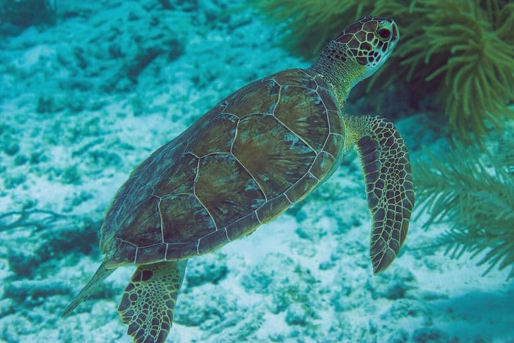 Marine Park Glass Bottom Boat Tour