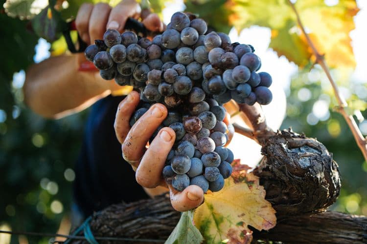 Taormina, Lava River & Wine Tasting