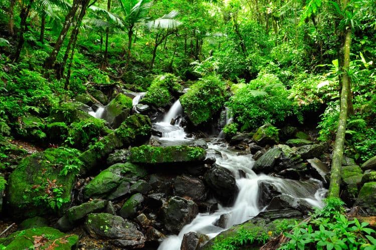 El Yunque Rainforest with El Portal Experience