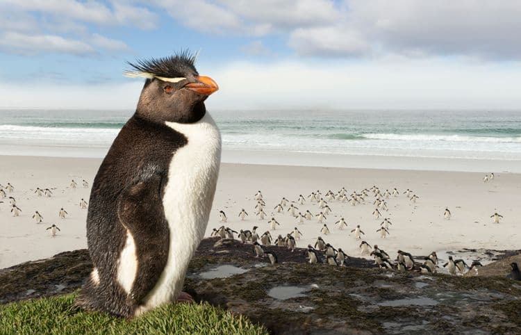 The Rockhopper Penguin Colony At Murrell Farm
