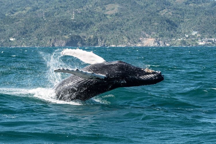 Whale Watching Adventure - Seasonal