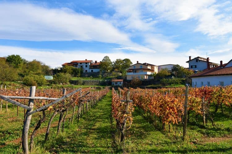 Views and Wines of Karst