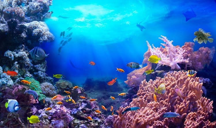 Coral Cruise