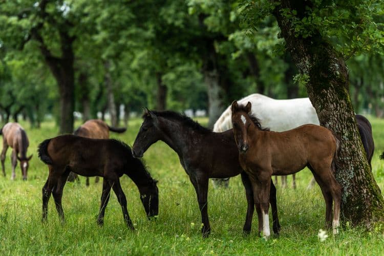The Legendary Lipizzaner Horses