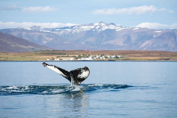 Whale Watching