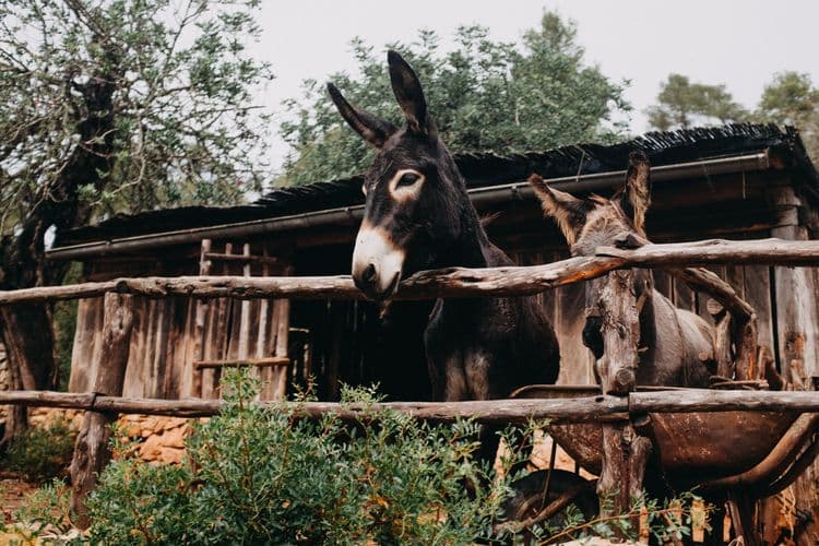 Accessible Ibiza Animal Farm and Santa Eulalia