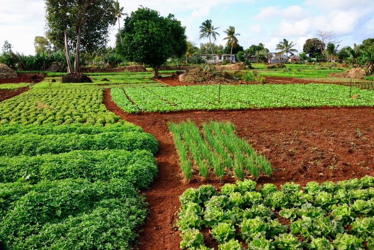Spice Farm and Nature Tour