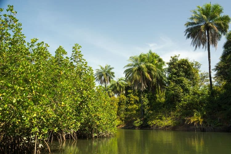 Makasutu Palm Forest & Mangrove Cruise