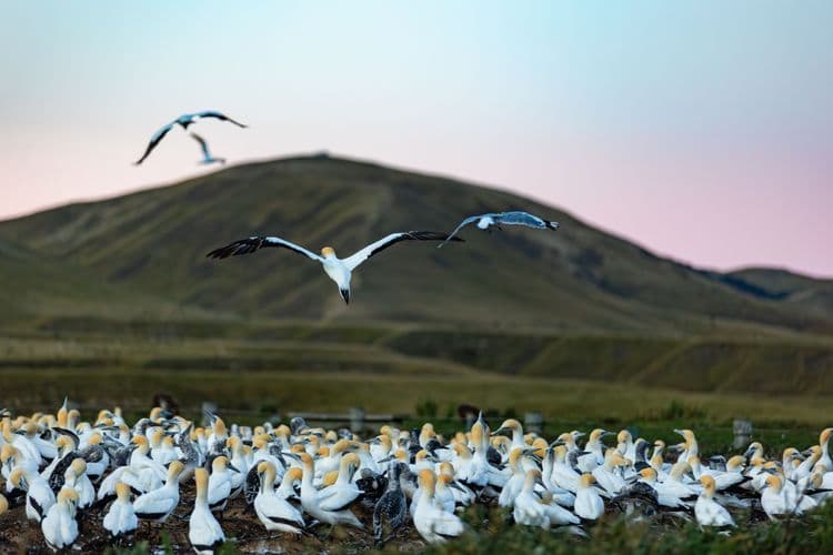 Cape Kidnappers & Gannet Safari