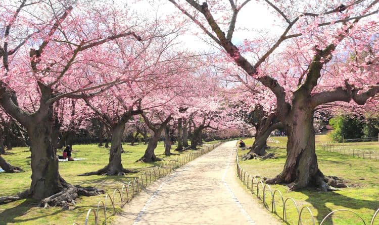 Tokyo Garden and Tower