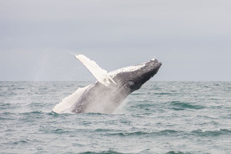 Whale Watching From Akureyri