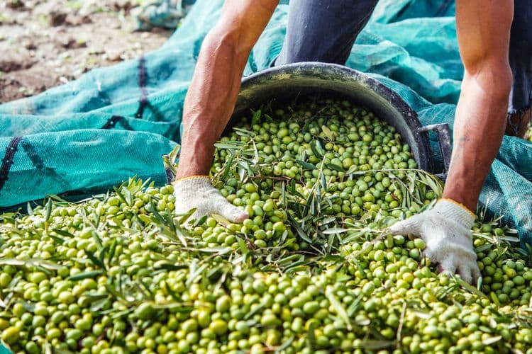 Visit to a Sicilian Olive Oil Farm