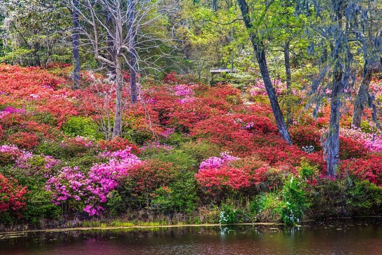 Magnolia Gardens