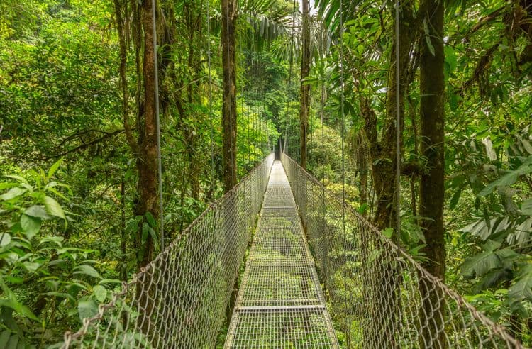 Reforestation & Rainforest Sky Walk