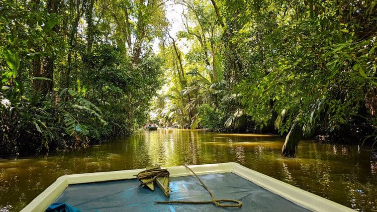 Eco Jungle River Cruise