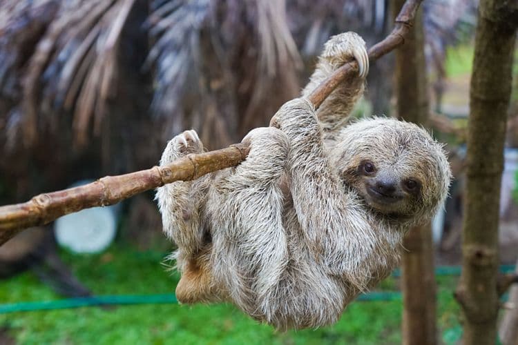 Wildlife Rescue Center, Coastal Scenice Drive & Lunch