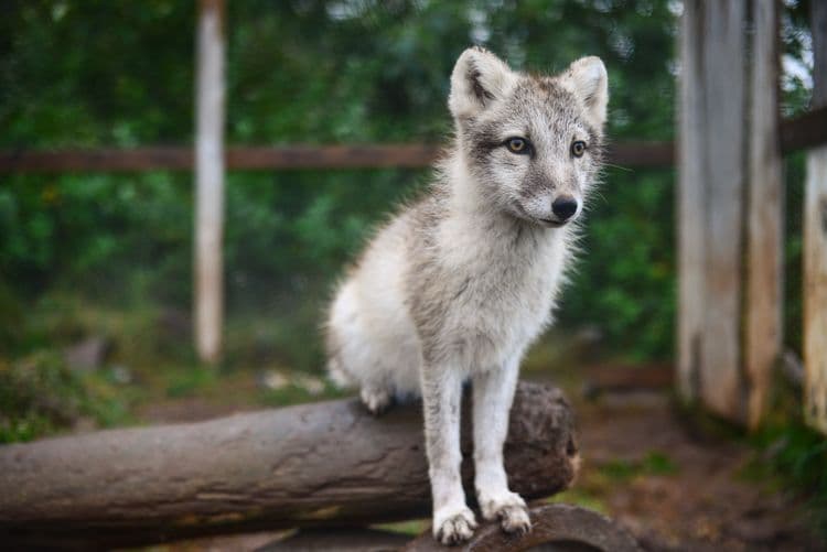 Arctic Foxes and Avalanches