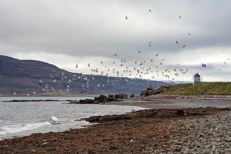 The Bird Island of Vigur