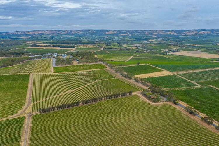 Olives, Vines & Scenic Coast