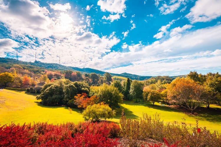 Mount Lofty & Aussie Wildlife