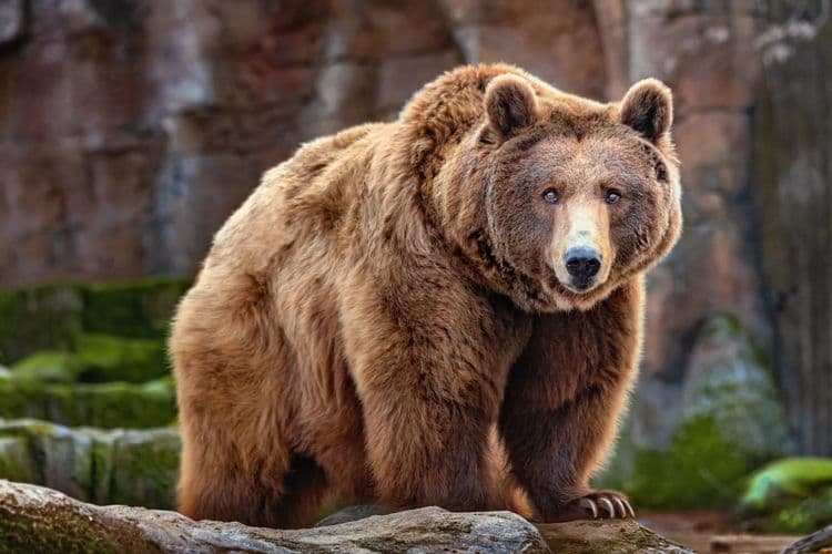 Best of Icy Strait Point: Whales, Wildlife & Brown Bear Search