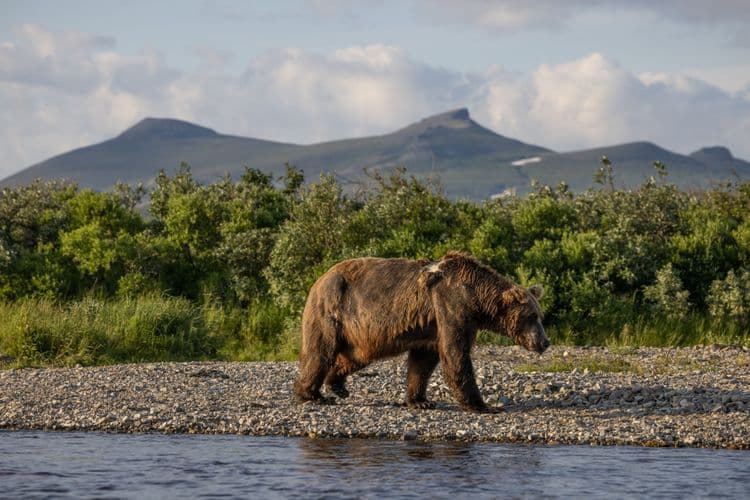 Remote Wildlife & Brown Bear Search