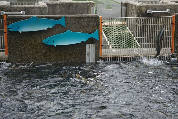 Mendenhall Glacier, Salmon Hatchery & Salmon Bake