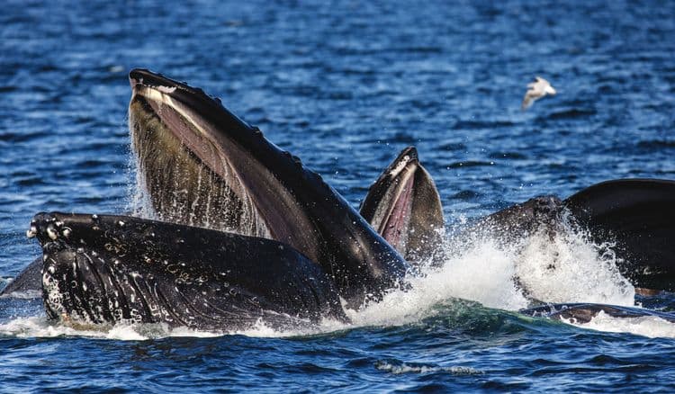 Local Connections: Discover Alaska's Whales - A Small-Group Experience Created By Alaskan Captain