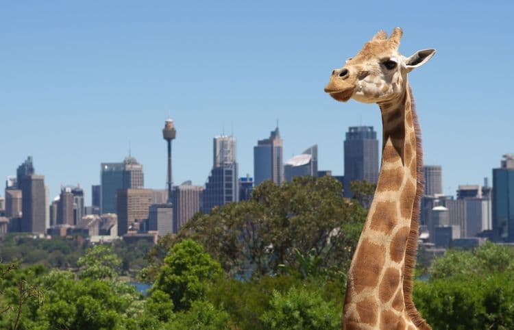 Wildlife Wonders at Sydney Zoo with Airport Drop Off Sydney, Australia