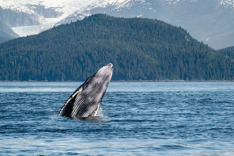 Waterfront & Wildlife Cruise