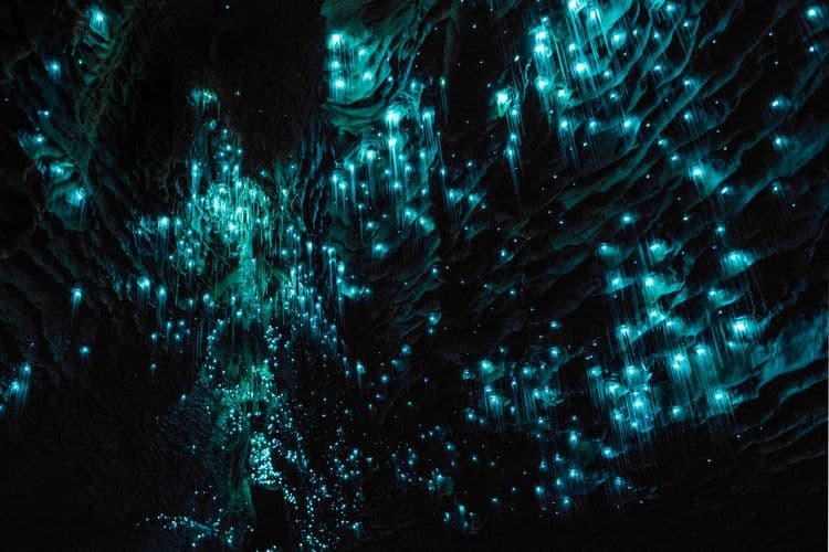 Waitomo Glow Worm Grotto