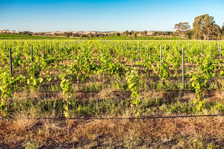 Southern Wineries and sights