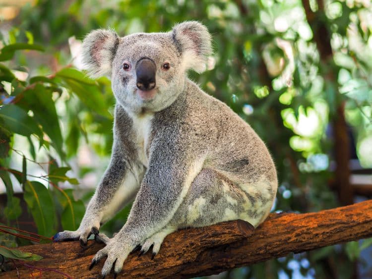 Lone Pine Koala Sanctuary