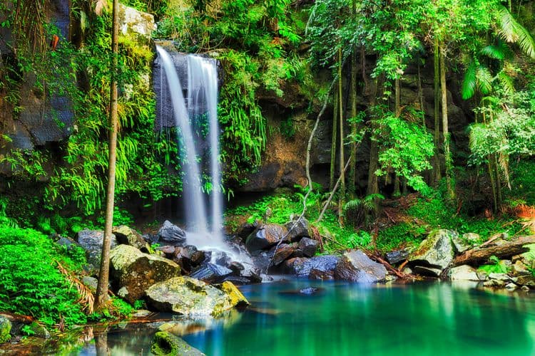 Elite Collection- Mount Tamborine Rainforest Adventure