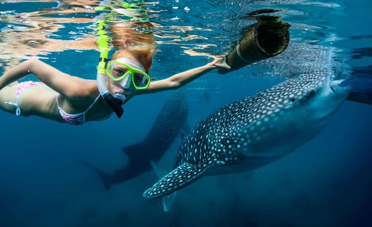Whale Shark Swim