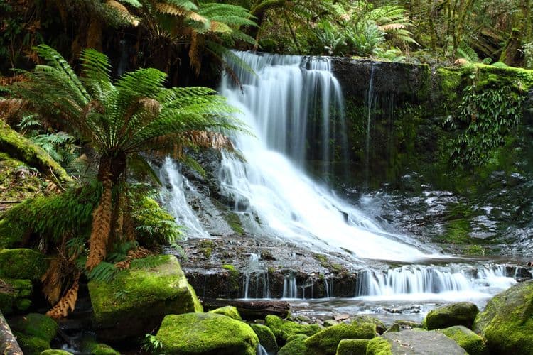 Mt. Field National Park