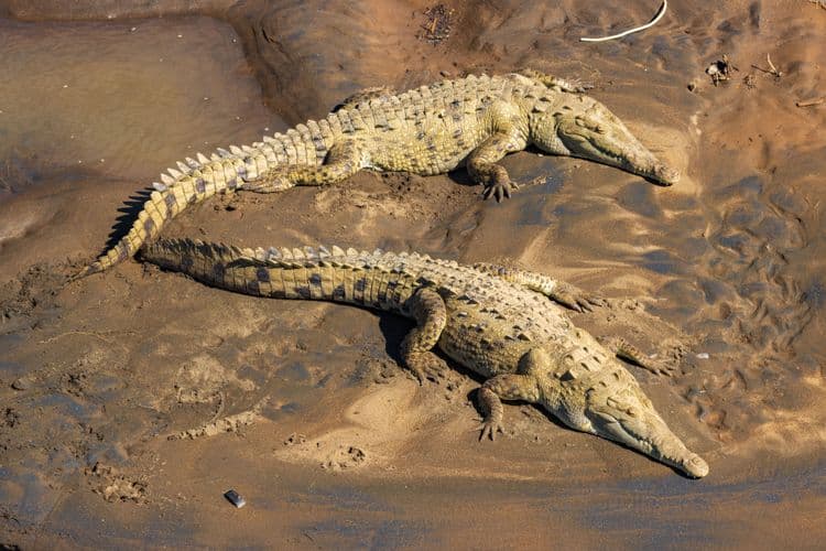 Jungle Crocodile Safari