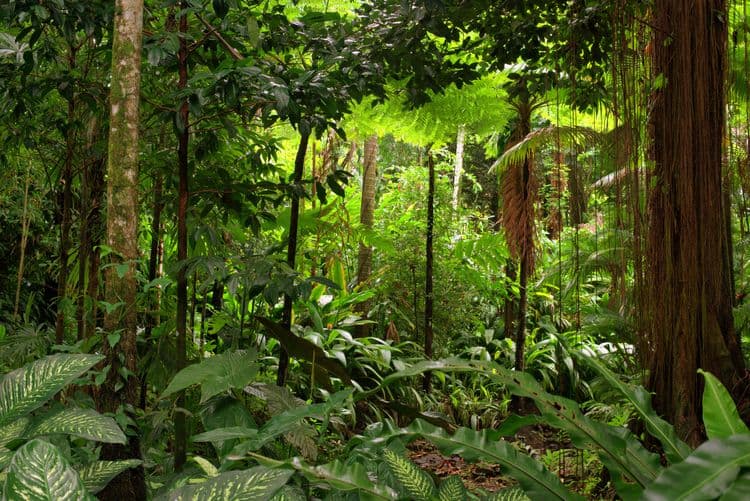 Rainforestation Nature Park & Skyrail Cableway