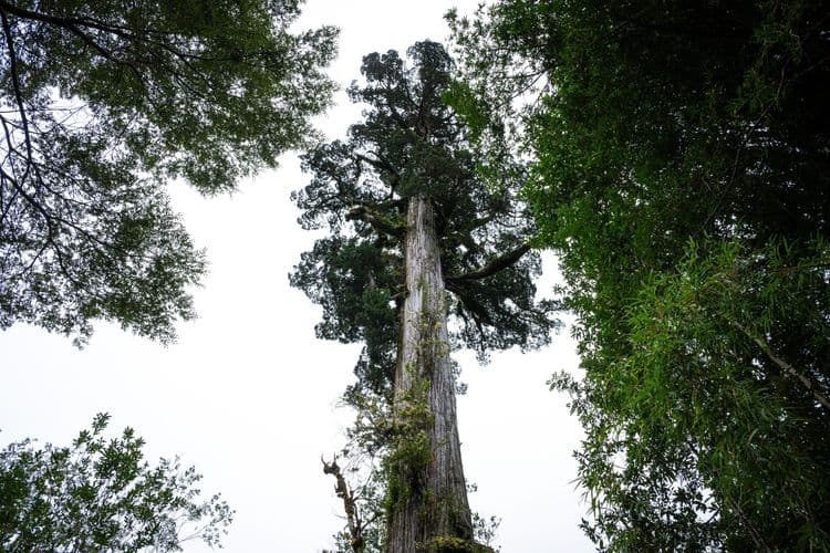 Alerce Forest Eco-Walk & German Museum