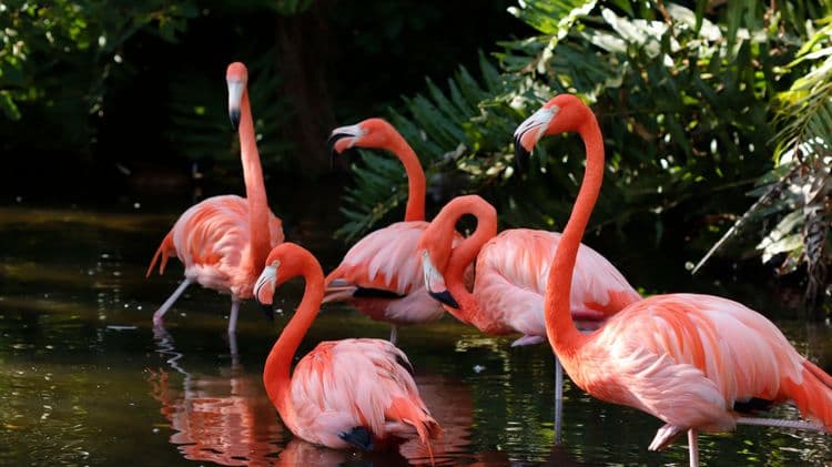 Debark Tour: Everglades Airboat Ride & Flamingo Gardens With Miami Airport Transfer
