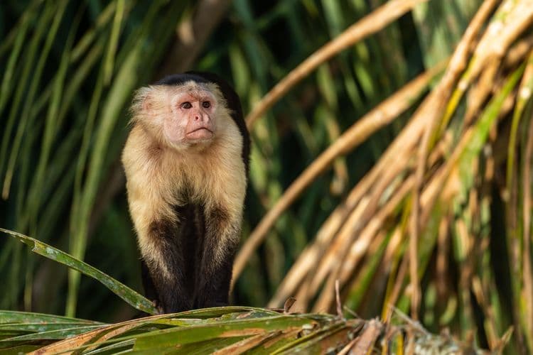 Monkey & Wildlife Nature Cruise On Gatun Lake