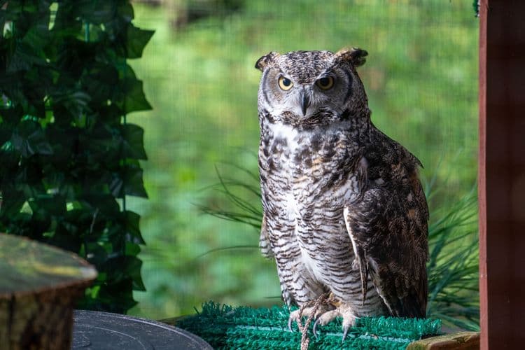 Alaska Raptor Center, Totem Park & Tlingit Dance
