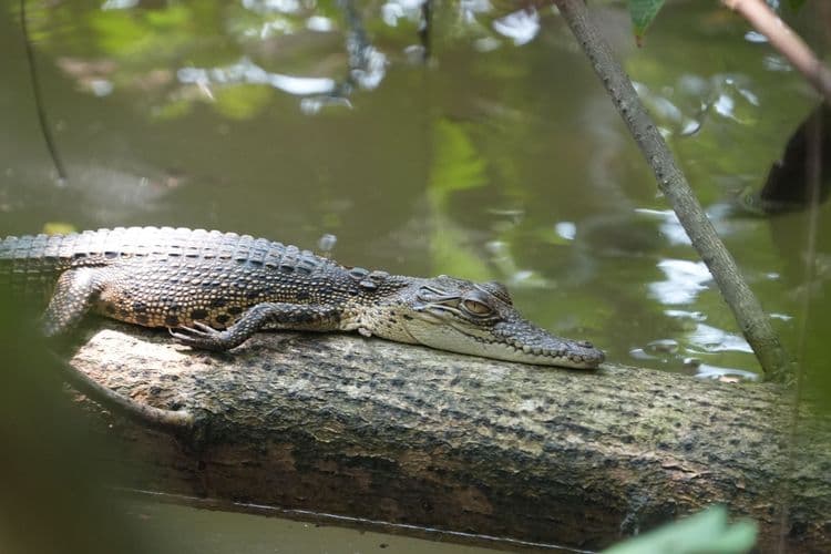 Proserpine River & Crocodile Cruise